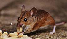 24 Hour & Emergency Exterminators in Belvidere, NC